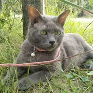 草むらに寝そべるグレーの猫を、猫と同じ目線の高さから撮った写真