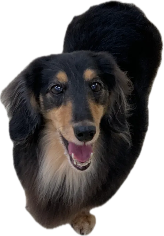 PIARAの看板犬・らちくんの顔のアップ
