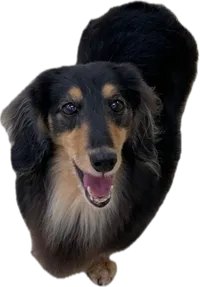 PIARAの看板犬・らちくん
