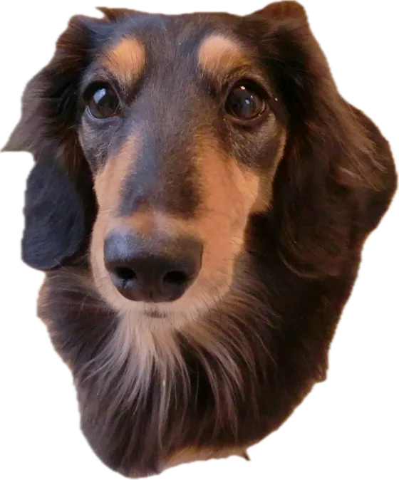 PIARAの看板犬・らちくん。舌を出してうれしそうにこちらを見ているロングヘアーのダックスフンド